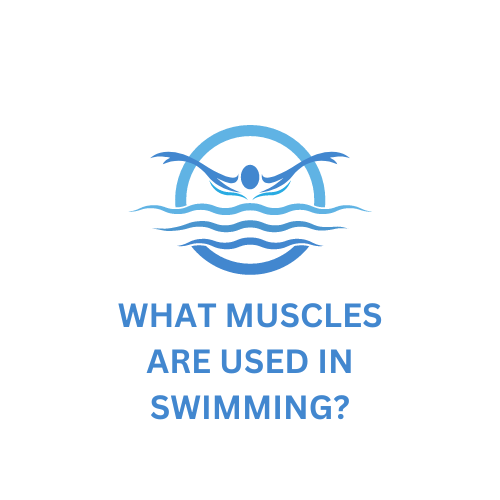 What Muscles Are Used in Swimming